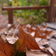 Illustration for article titled Shooting Challenge Fall Leaves Gallery 11